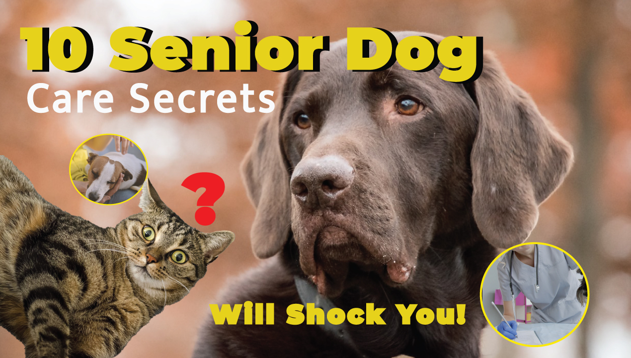 10-essential-tips-happy-healthy-senior-dog-guide