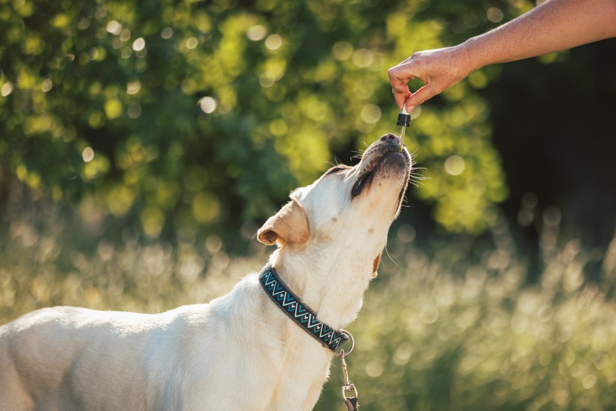 Giving CBD hemp oil to dog Natural pain relief for dogs