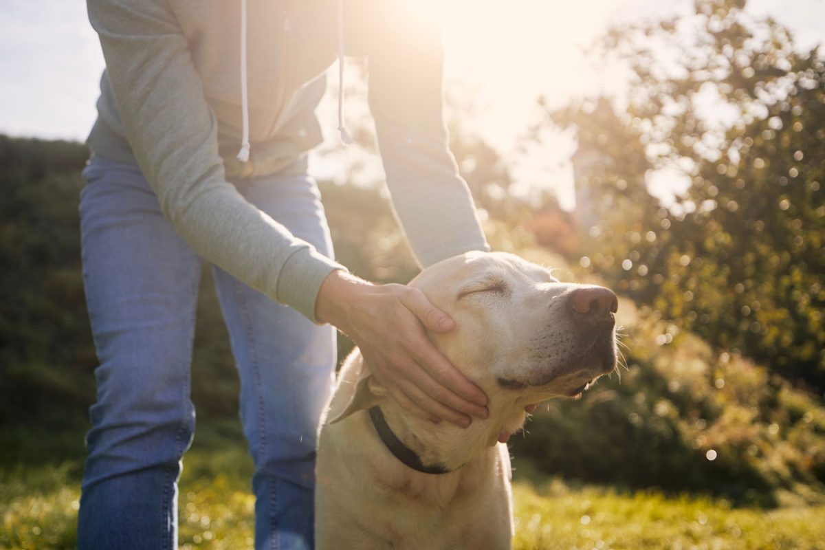 Arizona Humane Society Wins Grant to Aid Senior Dogs